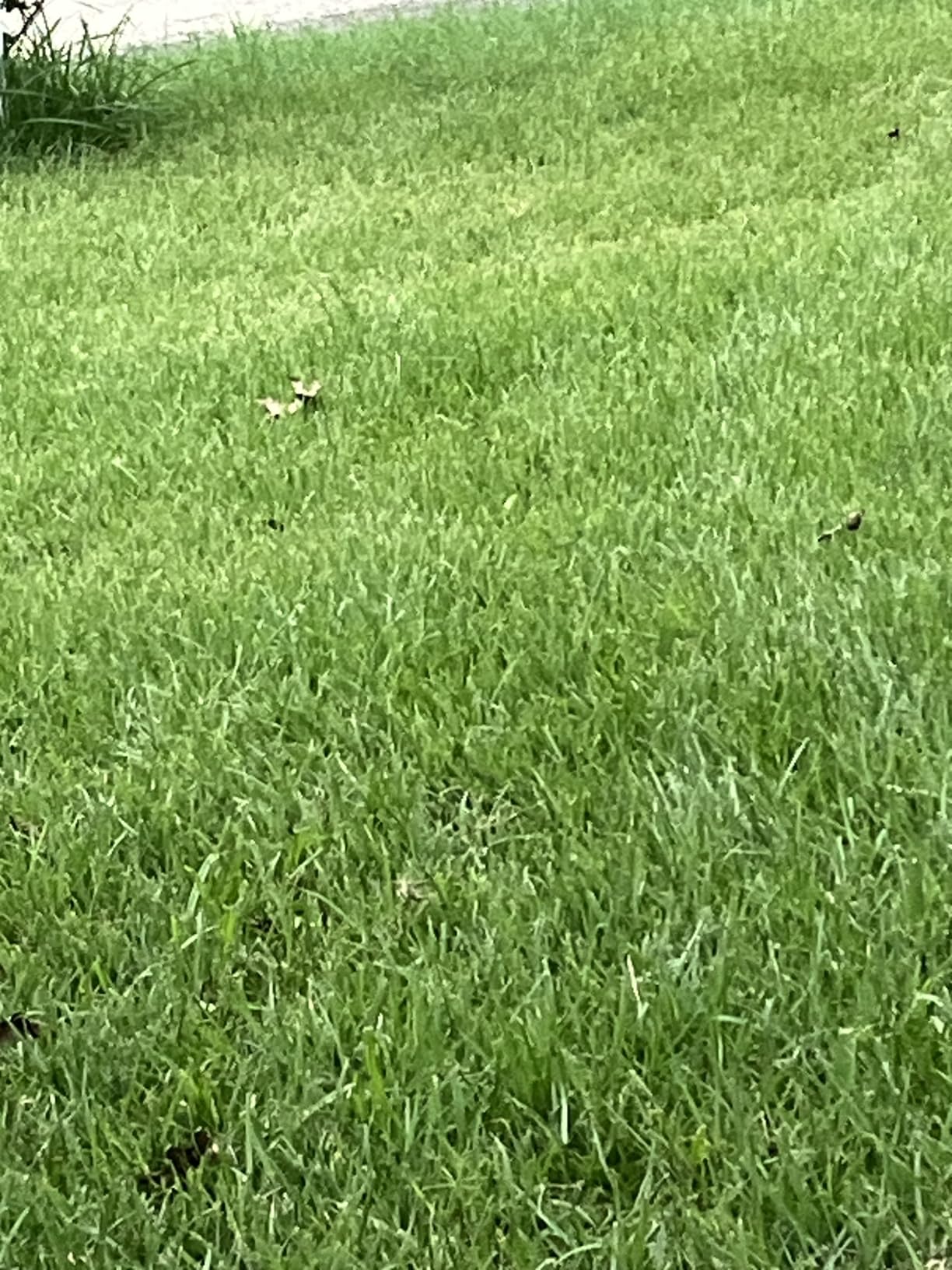 Walensee Rolling Lawn Aerator, Heavy Duty Manual Aerator with 42 Spikes customer photo 1