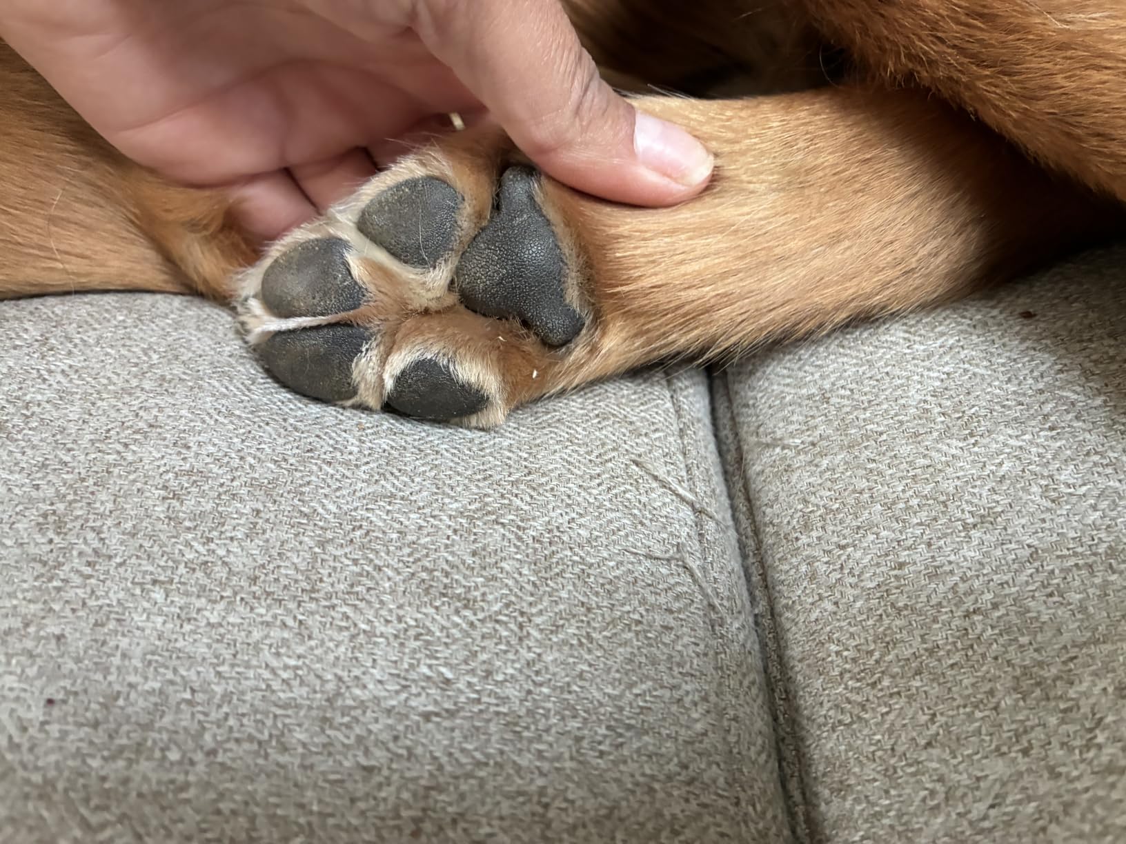 oneisall Low-Noise Dog Paw Trimmer with LED Light customer photo 1