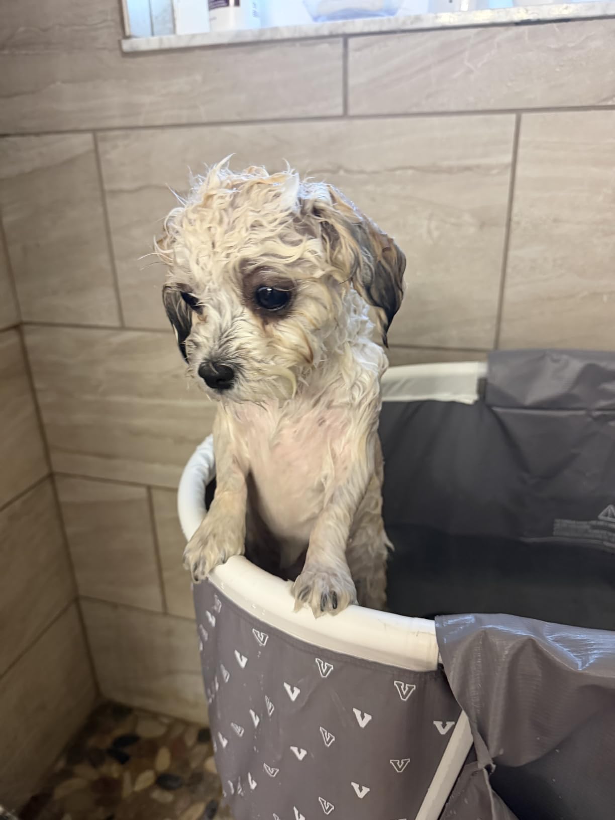 VEVOR Portable Dog Bathtub Foldable Pet Shower Station with Drain, Grey customer photo 2