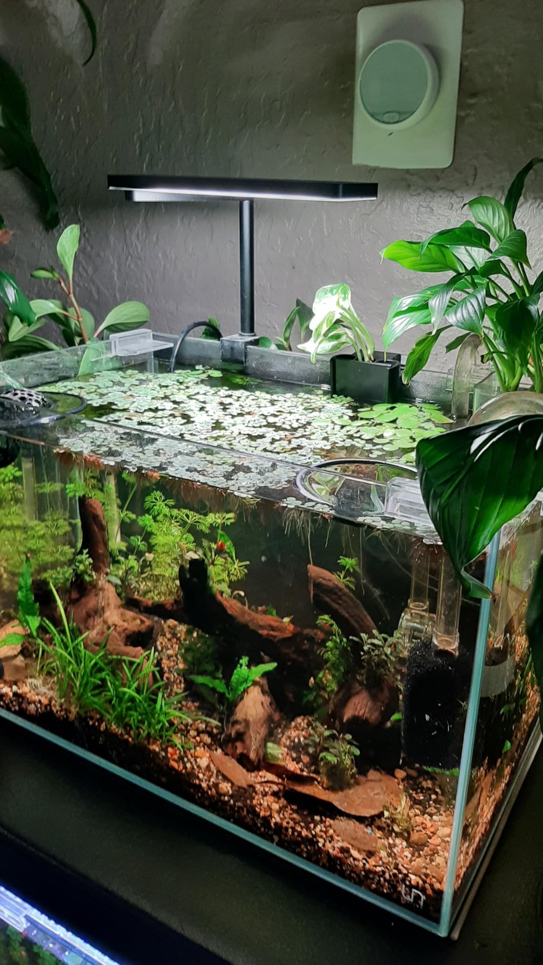 FZONE Solo Series Nano LED Aquarium Light, Full Spectrum and Dimmable, App-Controlled, for Freshwater and Planted Tanks customer photo 1