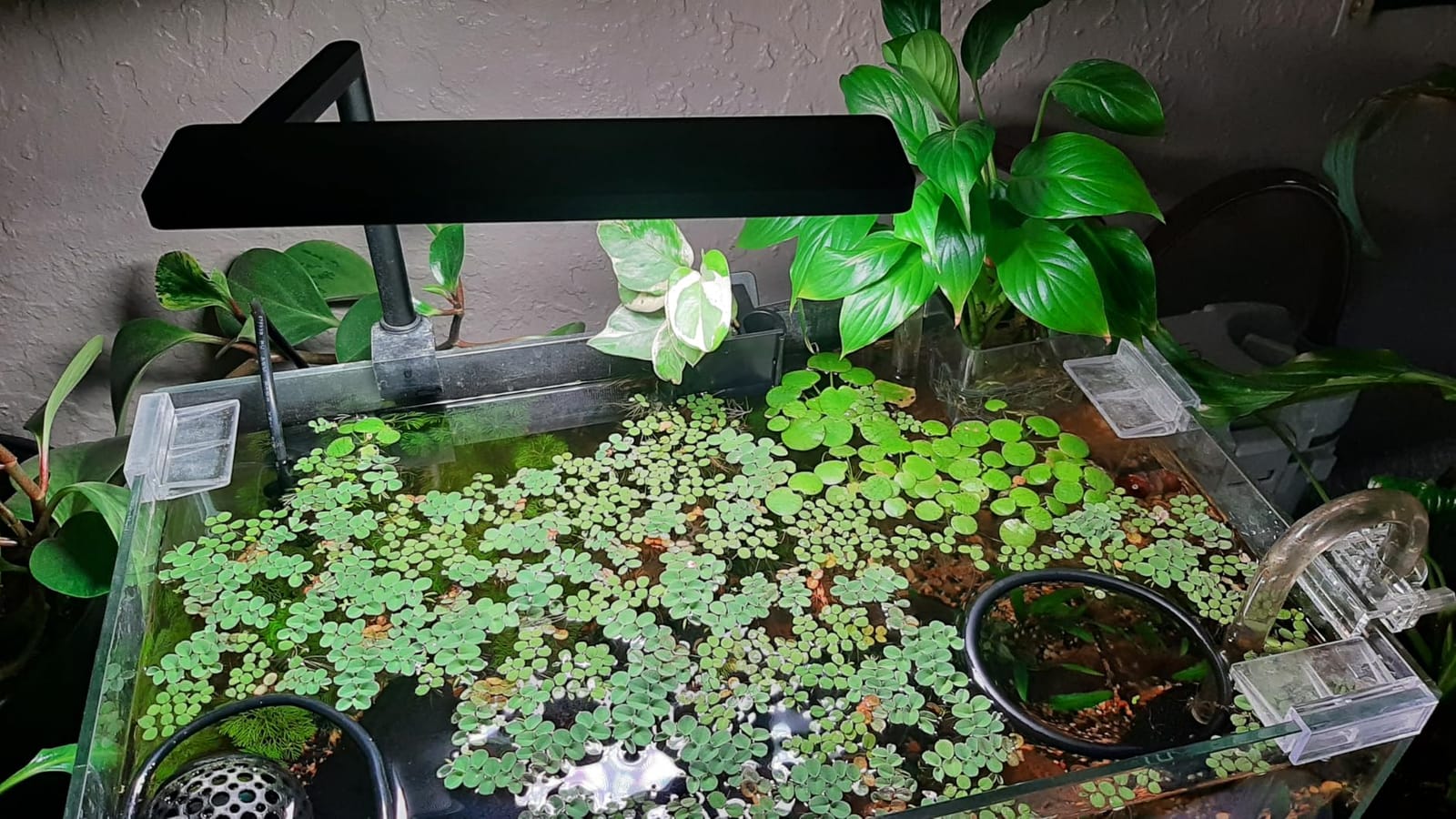 FZONE Solo Series Nano LED Aquarium Light, Full Spectrum and Dimmable, App-Controlled, for Freshwater and Planted Tanks customer photo 2