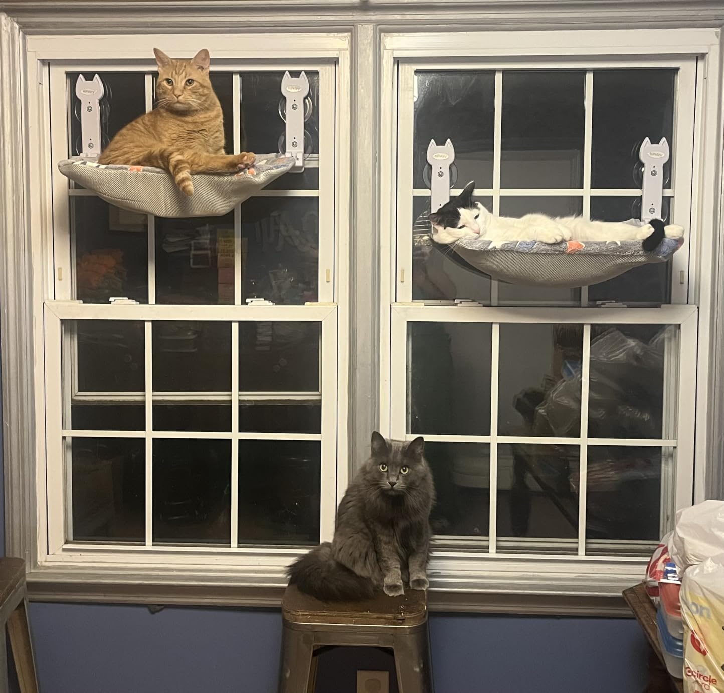HiPetpy 2-Pack Large Cat Window Perch, Cordless Foldable Cat Hammock customer photo 2