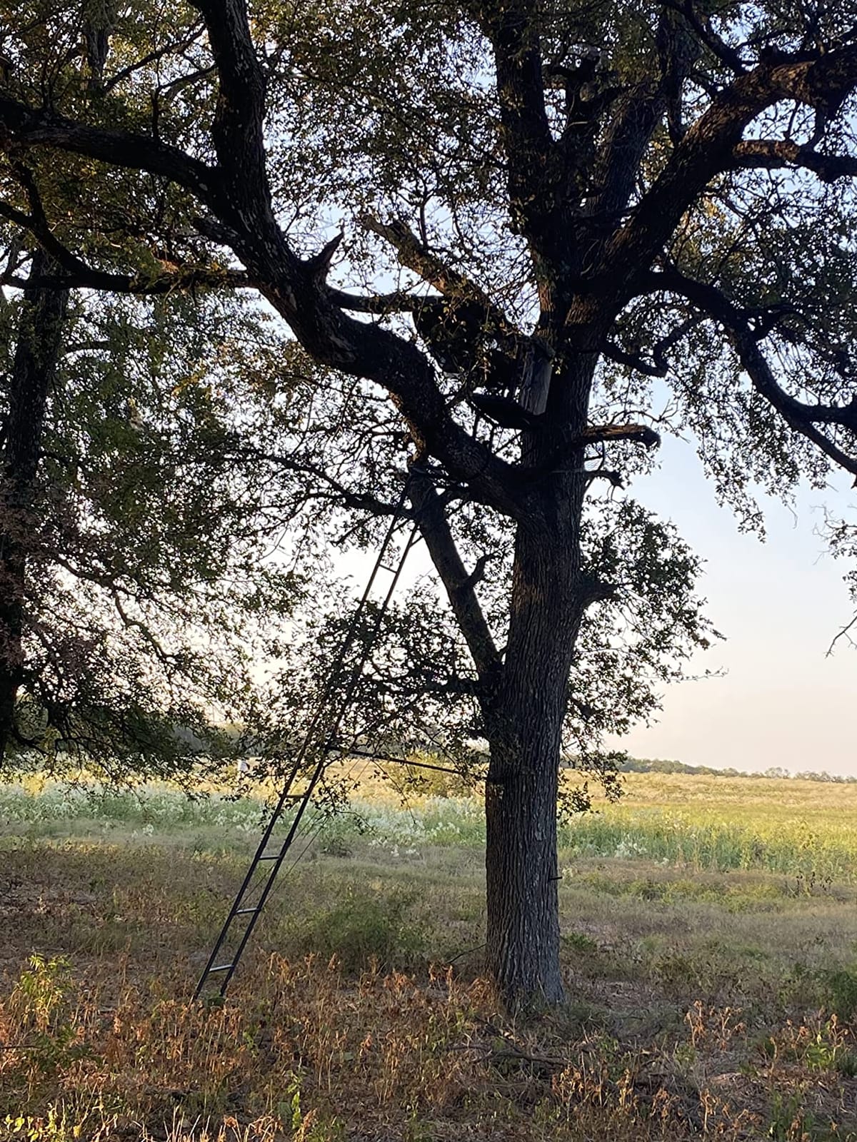 Guide Gear 16.5' 2-Man Ladder Tree Stand for Hunting Elevated Climbing Seat Hunting Gear Equipment Accessories customer photo 2