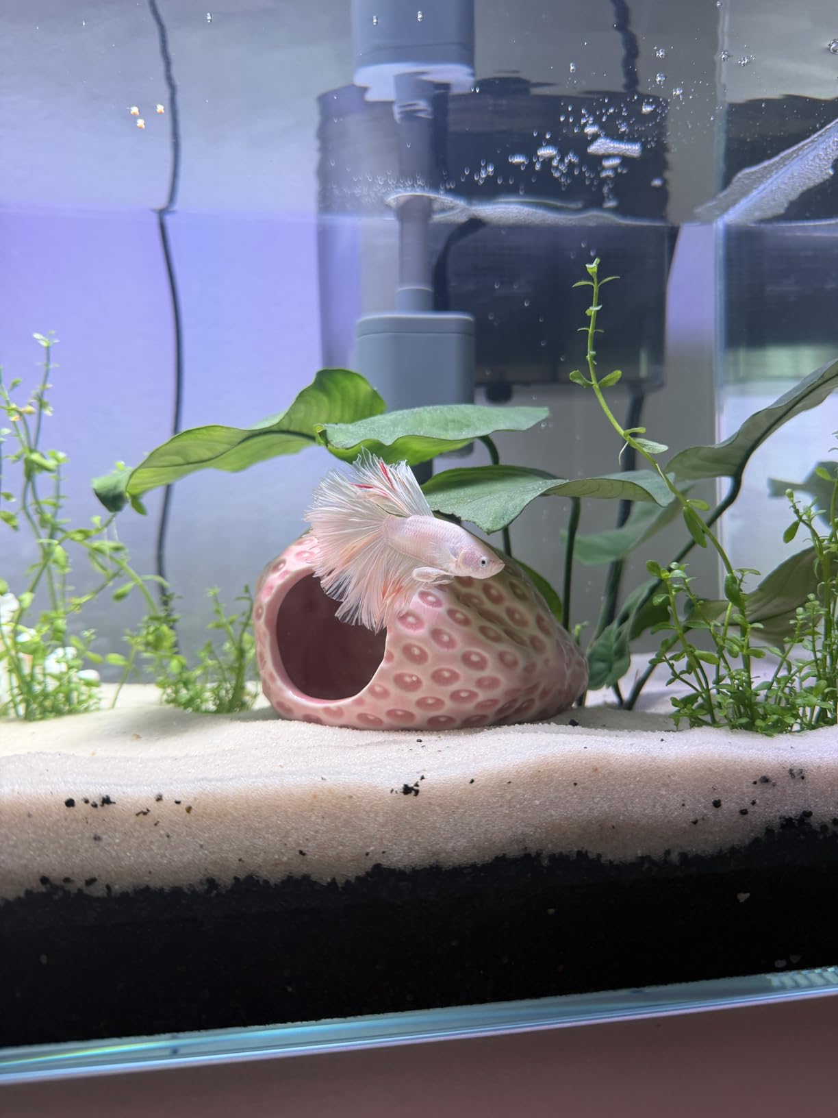 Vimvins 3 Gallon Glass Small Fish Tank, Betta Fish Tank Starter Kit with Filter, Lights,Lid. customer photo 2