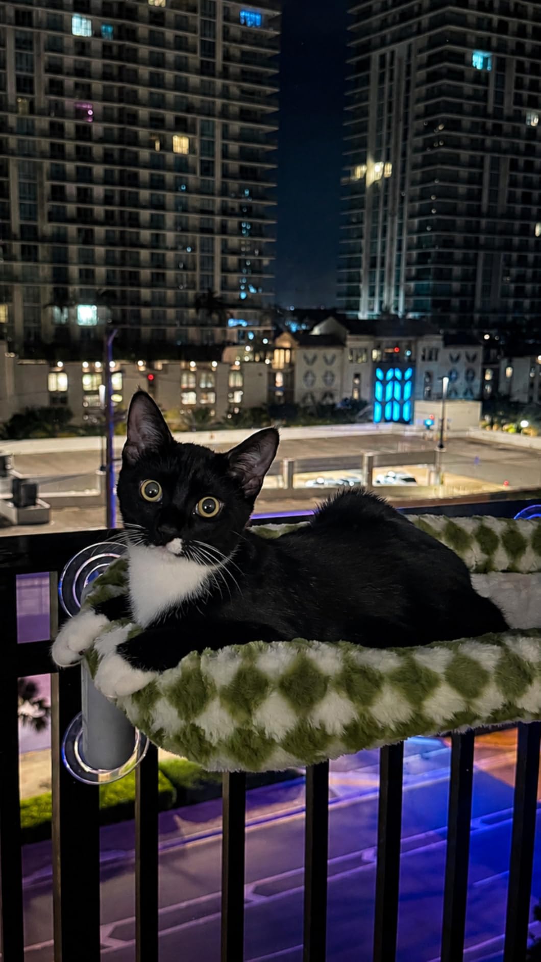 Sunhoo Foldable Cat Window Perch, Large Suction Cup Kitty Hammock, Green customer photo 1