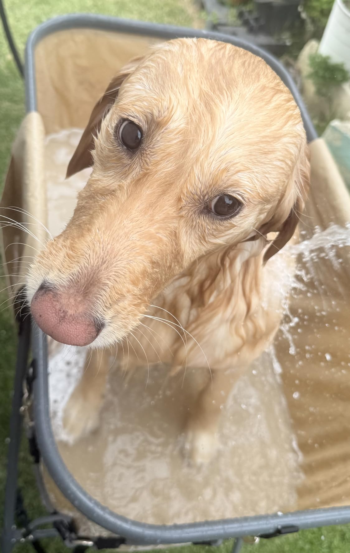 SereneLife Foldable Dog Bath Tub with Adjustable Height, 360° Access, Drain Hose & Storage Pockets – 130 lb Capacity Grooming Station for Indoor/Outdoor Use (Gray) customer photo 1