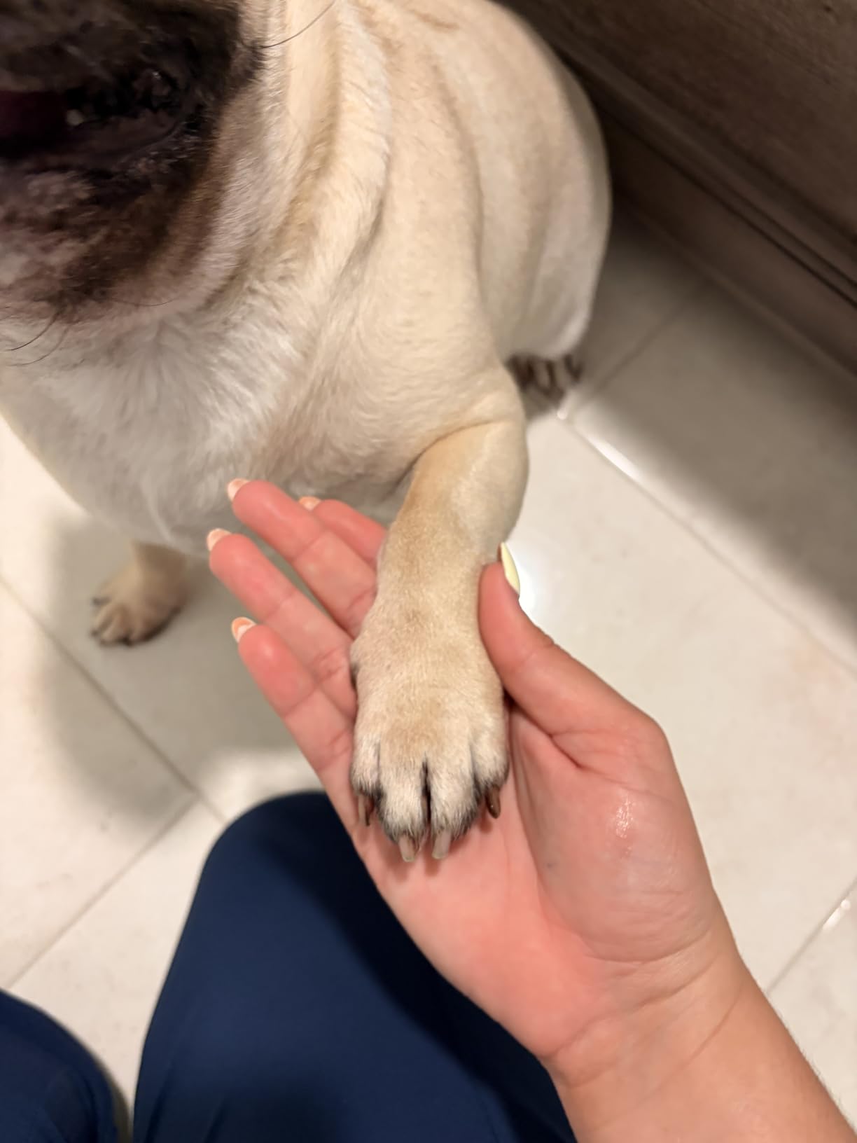 CATPICK 7-Speed Quiet Dog & Cat Nail Grinder with 360° LED for Thick Nails customer photo 2