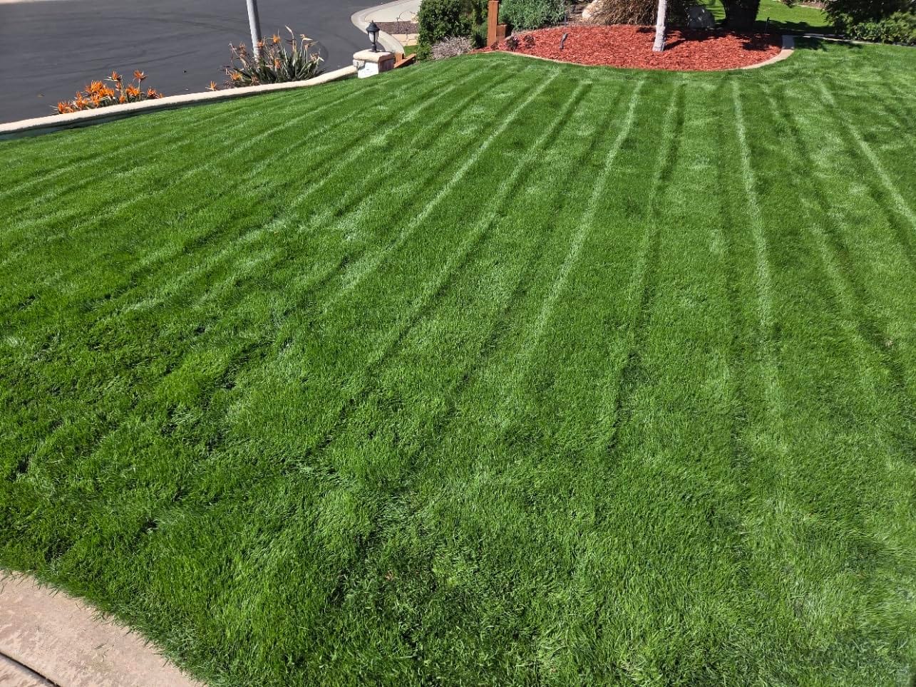 TIECTOWN 2026 Upgrade 16-Inch 15.5A Electric Dethatcher & Scarifier, Green customer photo 1