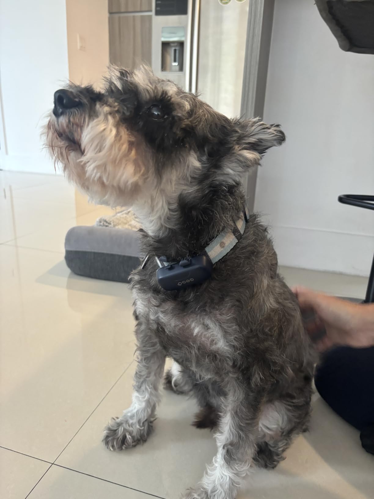 GEGOPet – Real-Time GPS Pet Tracker for Dogs & Cats, Unlimited Range, Safe Zones, Escape Alerts, Location History, Activity & Wellness Insights. Active Subscription Required. customer photo 1