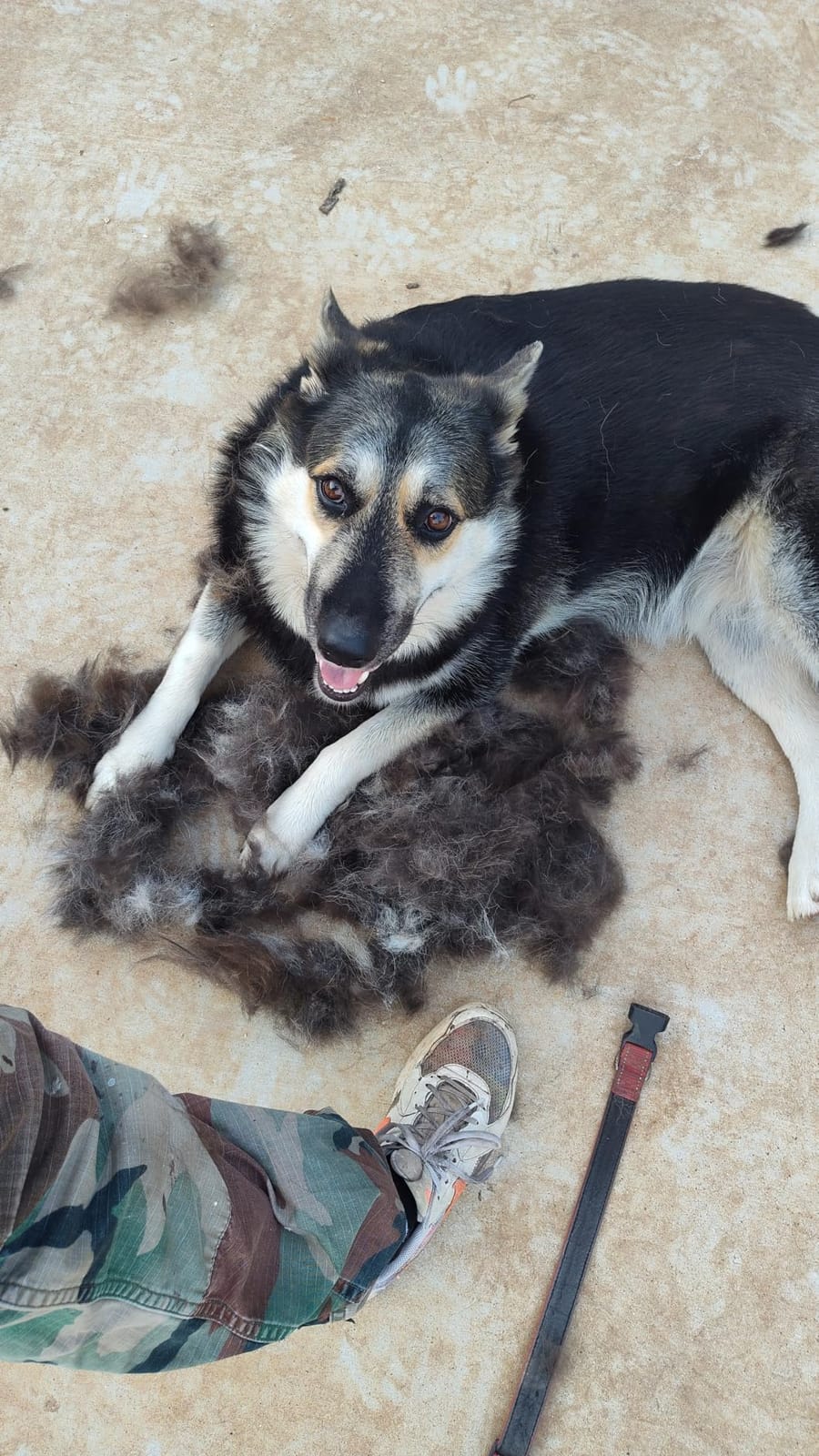 2-in-1 Deshedding Brush and Dematting Rake - Double Coat Undercoat Grooming Tool for Dogs and Cats, Reduces Shedding by Up to 95% (Electric Blue) customer photo 2