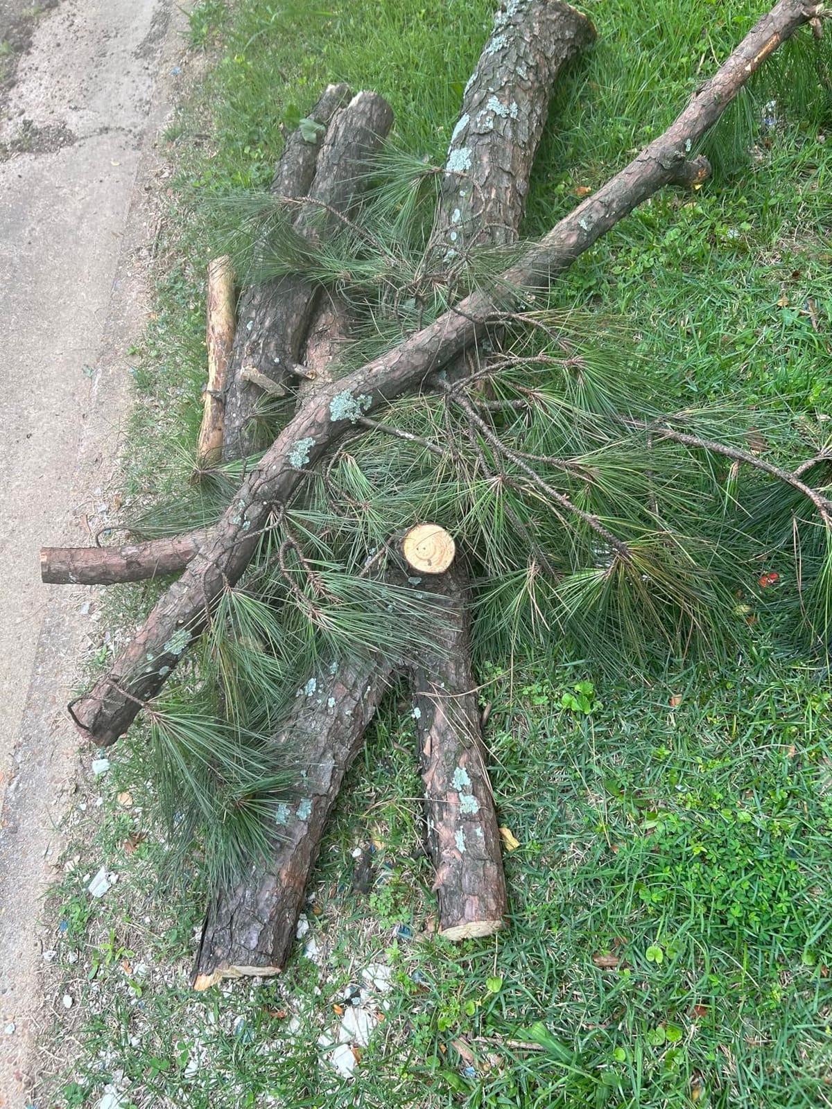 SEESII 2-in-1 Electric Pole Saws for Tree Trimming, Brushless Motor customer photo 1