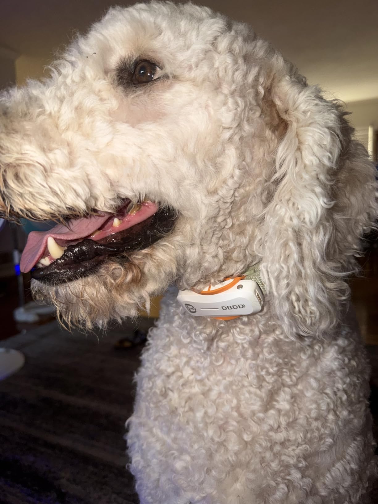DBDD GPS Dog Tracker with Subscription,Virtual Fence&Health Monitor,IP67,WH customer photo 1