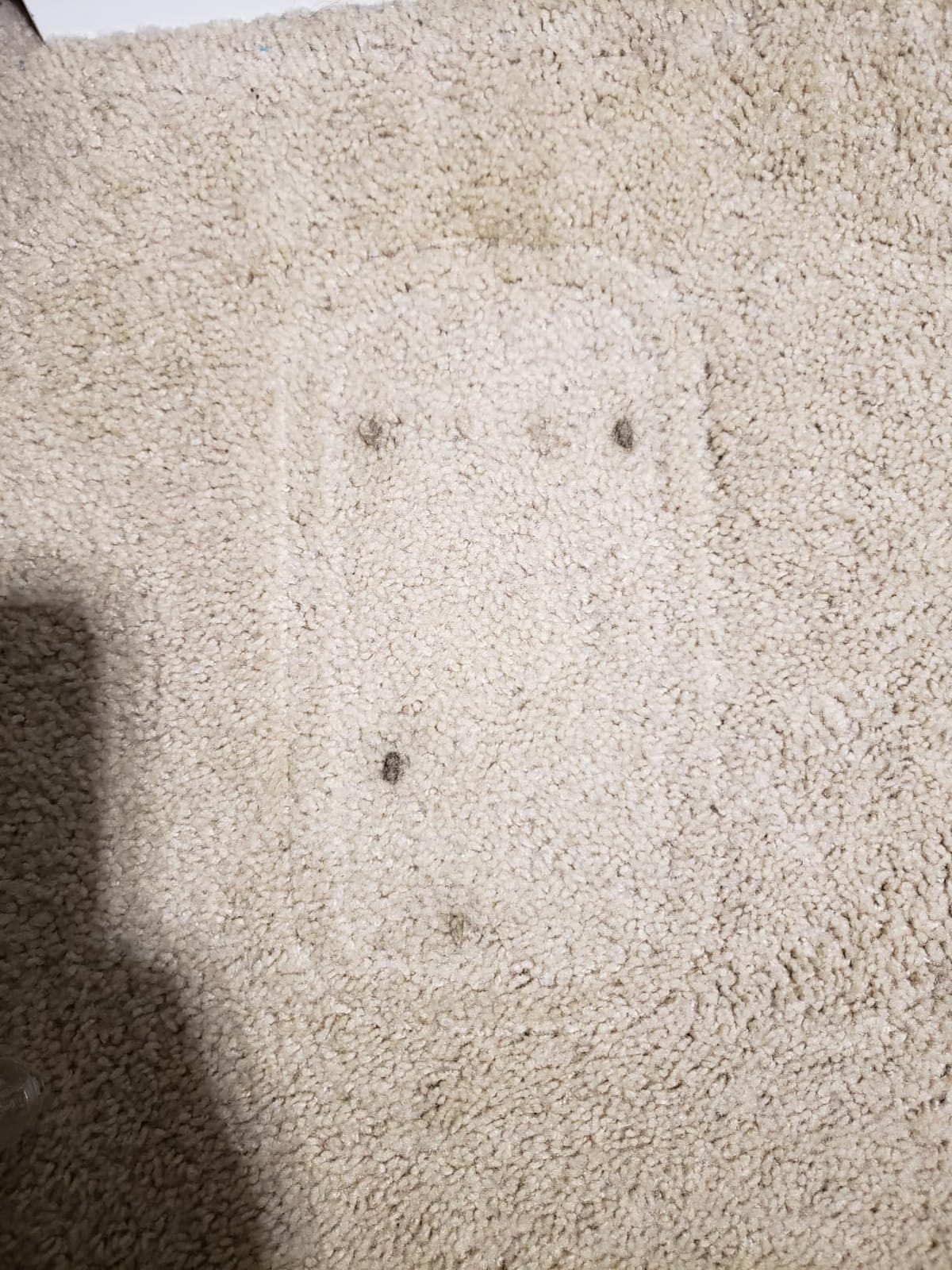Kenmore SpotLite Go Pet Portable Carpet & Upholstery Cleaner Machine customer photo 1