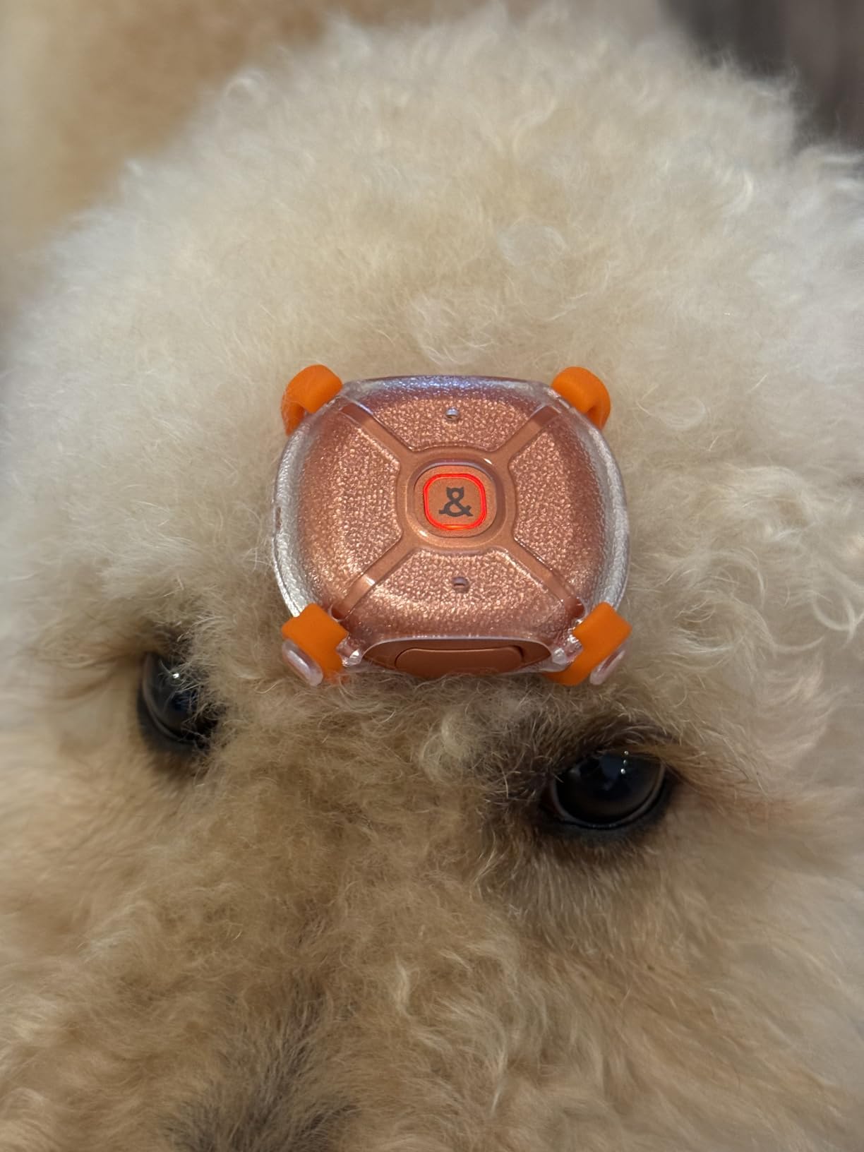 Molly&Cody Smart Dog & Cat GPS Tracker, 4 Smart Modes Real-Time Pet Tracker with Custom Virtual Fence IP67 Waterproof Location History & 365-Day Health Data Monitoring, Subscription Required customer photo 2